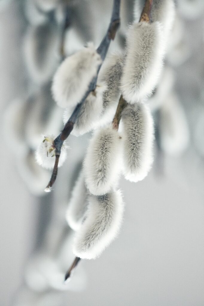 spring, salix, botany, growth, macro, nature, plant, decoration, eastercollection, spring, spring, spring, nature, nature, nature, nature, nature, plant